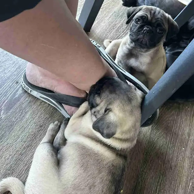 Carlin Pug