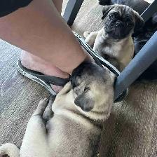 Carlin Pug
