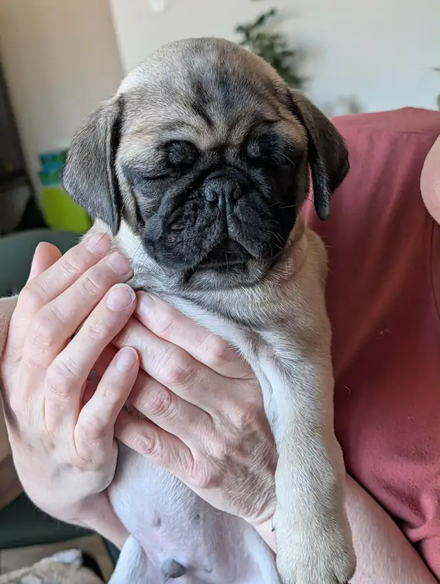 Carlin Pug - Photo 2