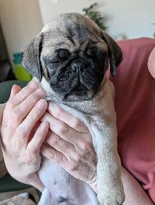 Carlin Pug - Photo 2