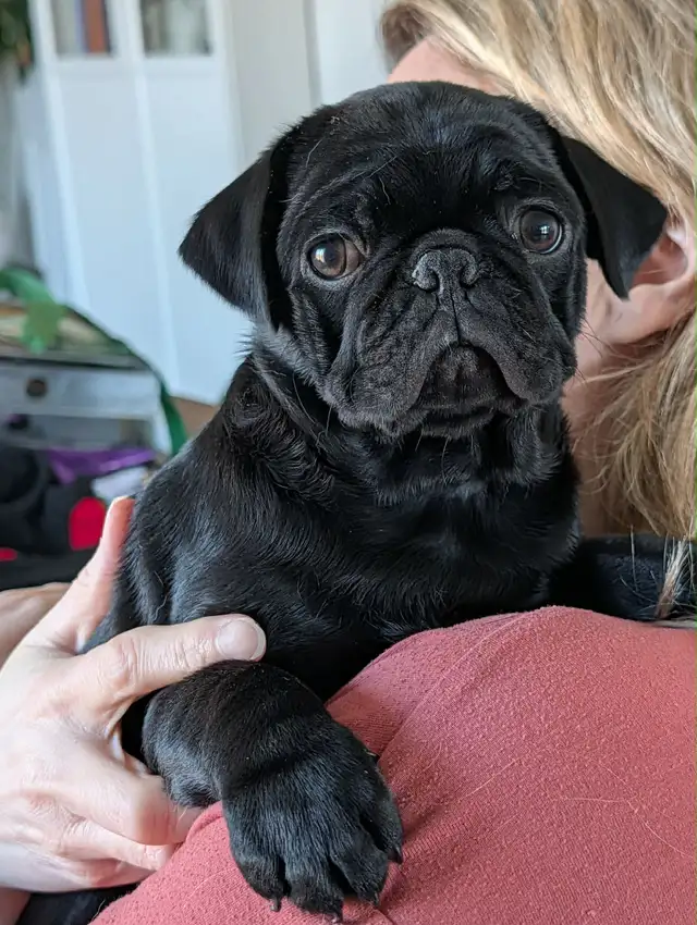 Carlin Pug - Photo 3
