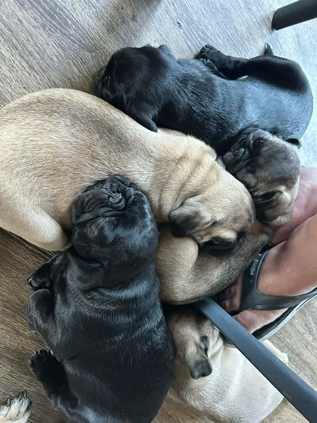 Carlin Pug - Photo 4