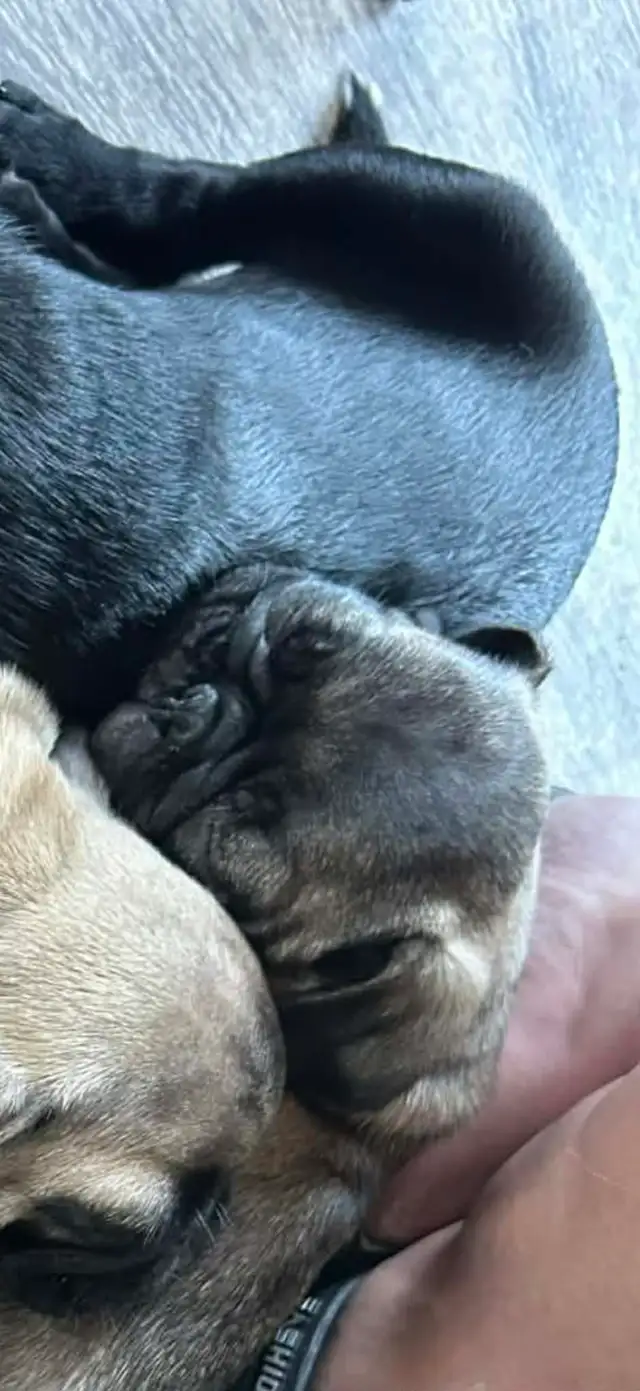 Carlin Pug - Photo 5