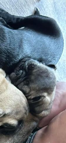 Carlin Pug - Photo 5