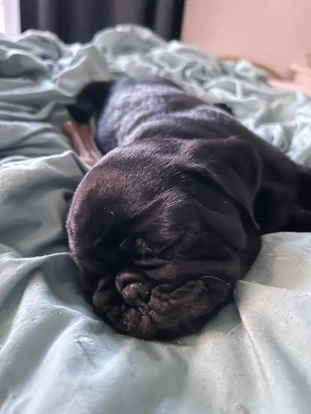 Carlin Pug - Photo 6
