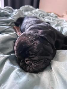Carlin Pug - Photo 6