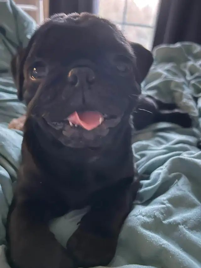 Carlin Pug - Photo 7