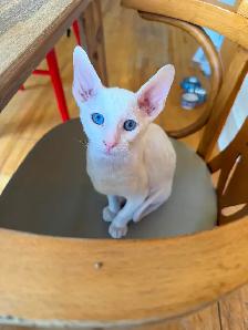 Chaton Cornish rex