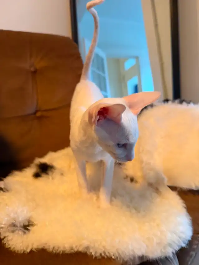 Chaton Cornish rex - Photo 2