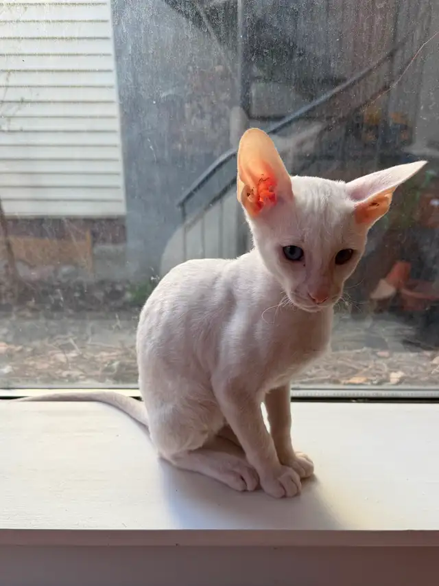 Chaton Cornish rex - Photo 3