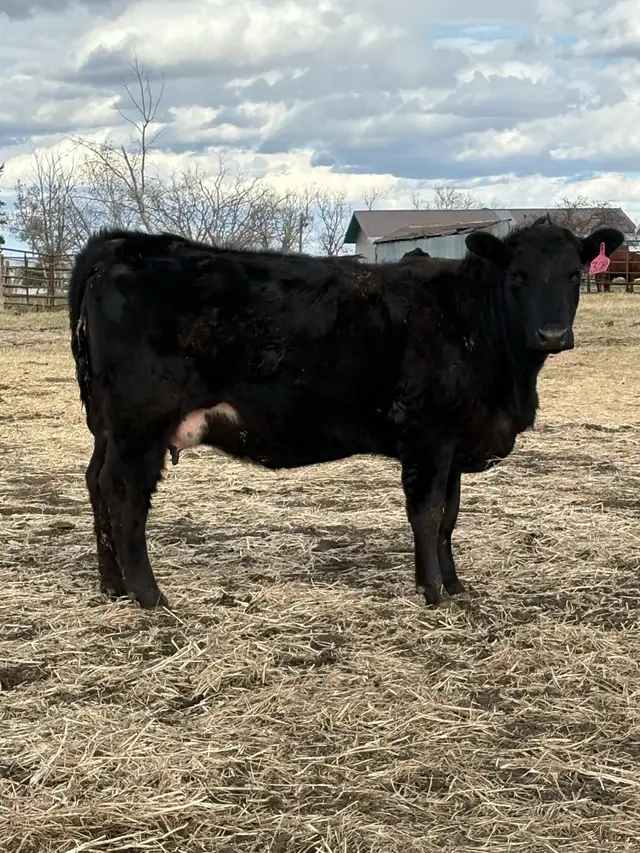 First calf pairs