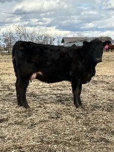 First calf pairs