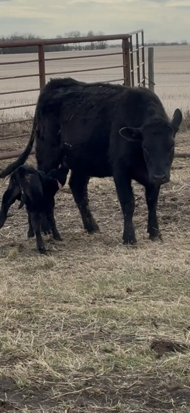 First calf pairs - Photo 2