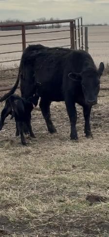 First calf pairs - Photo 2