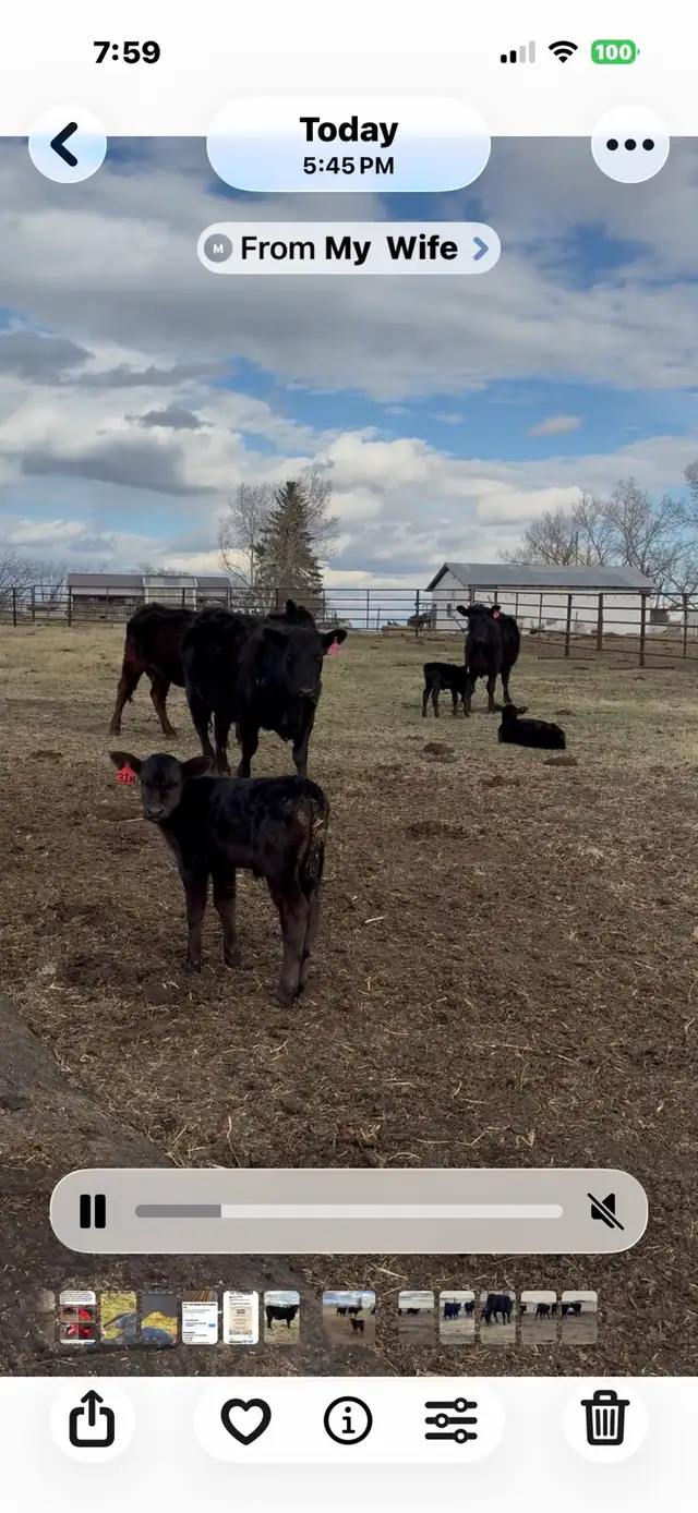 First calf pairs - Photo 3