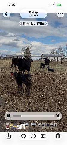 First calf pairs - Photo 3