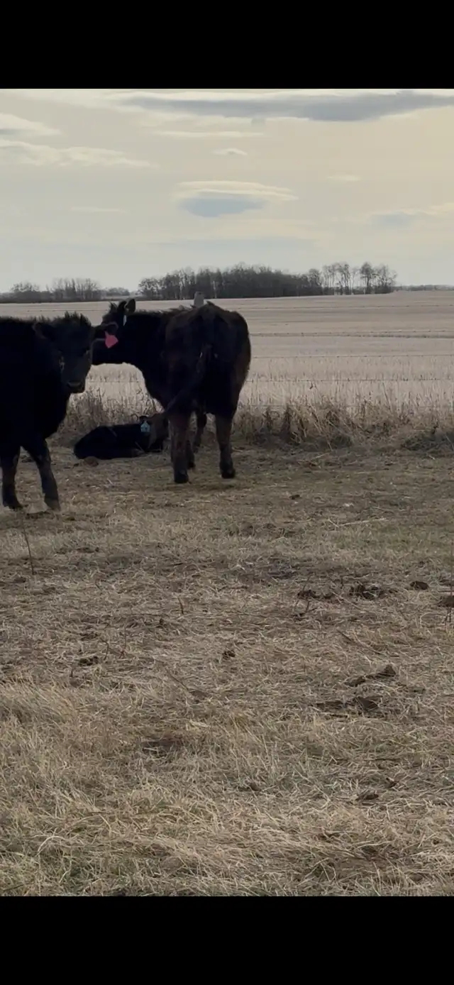 First calf pairs - Photo 4