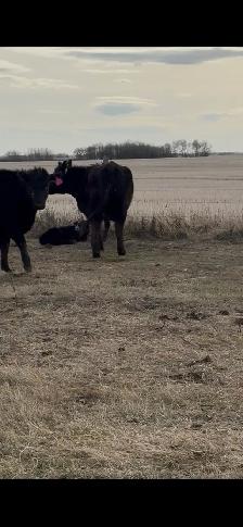 First calf pairs - Photo 4