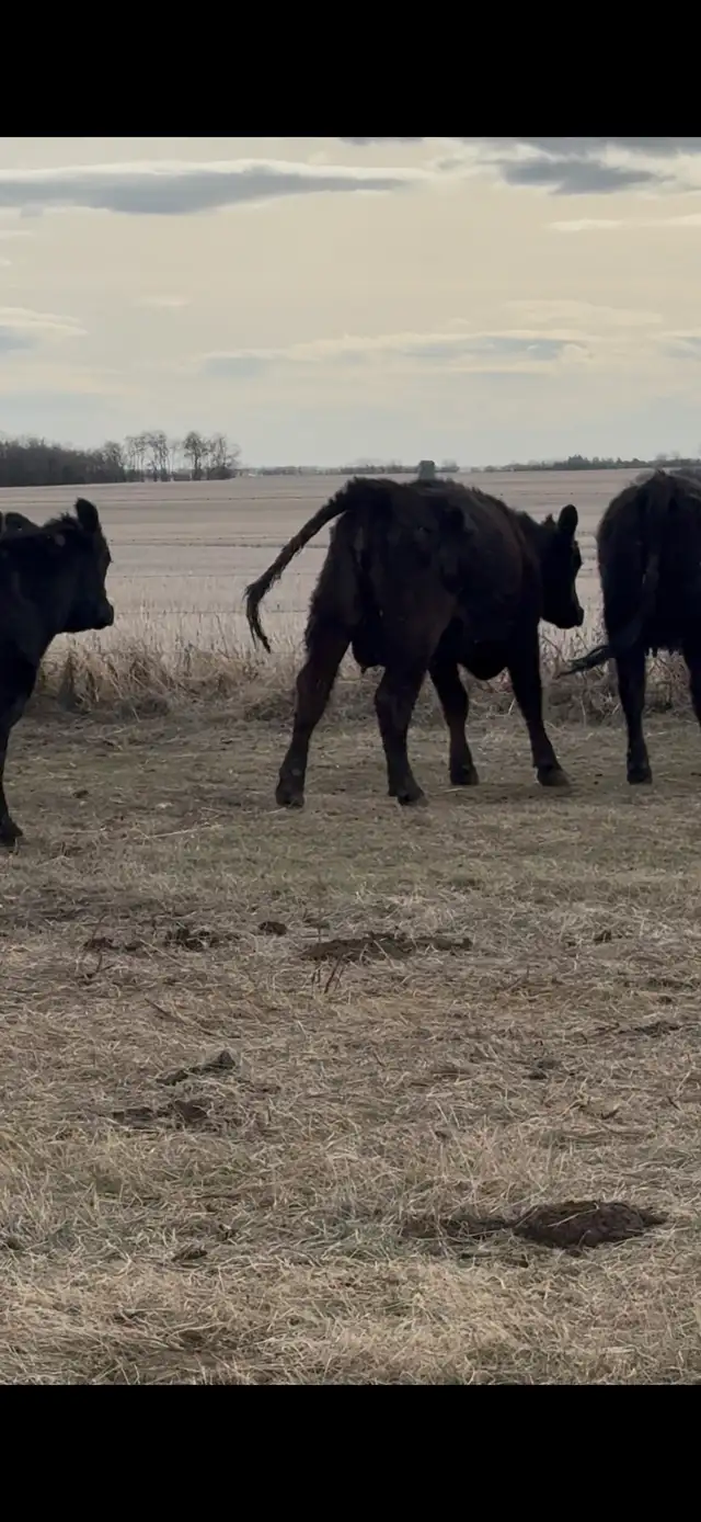 First calf pairs - Photo 5