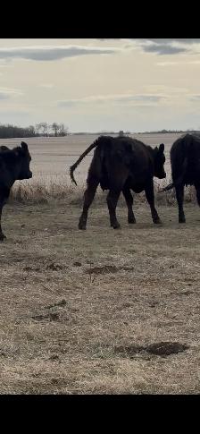 First calf pairs - Photo 5