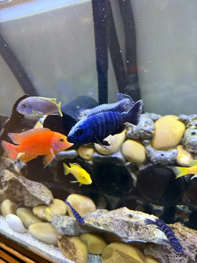 90 gallon fish tank - Photo 4