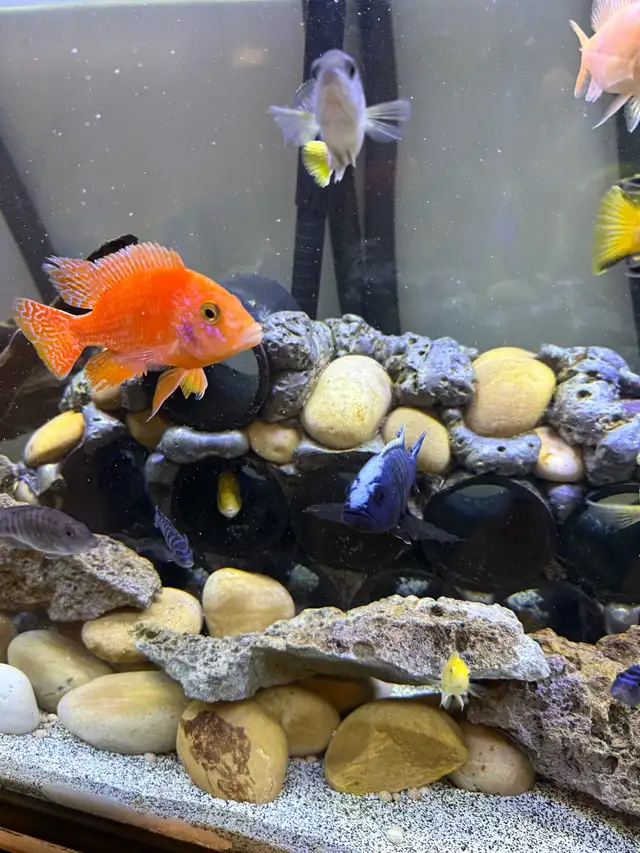90 gallon fish tank - Photo 5