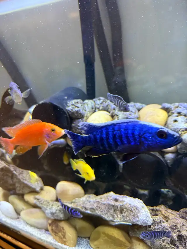 90 gallon fish tank - Photo 6