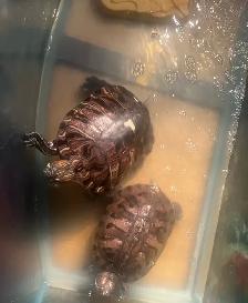 Red Ear Slider Turtle