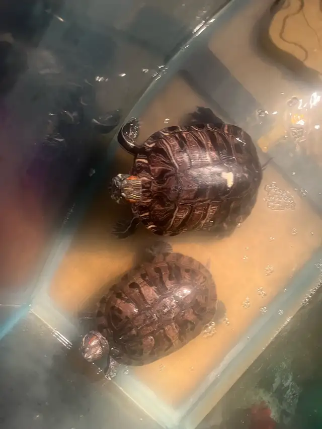 Red Ear Slider Turtle - Photo 2