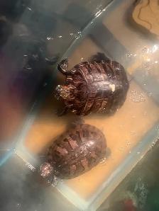 Red Ear Slider Turtle - Photo 2