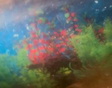 Red Ear Slider Turtle - Photo 3