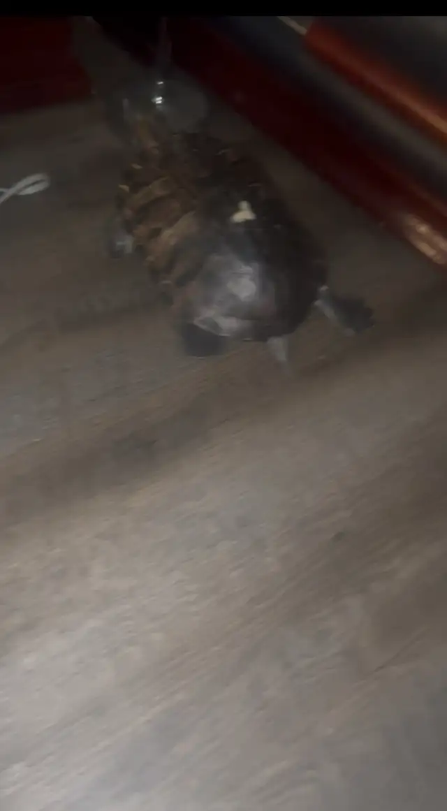 Red Ear Slider Turtle - Photo 4