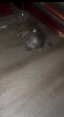 Red Ear Slider Turtle - Photo 4