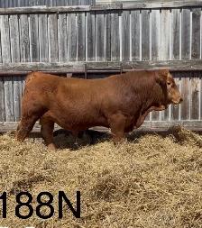 Red bulls for sale - Photo 3