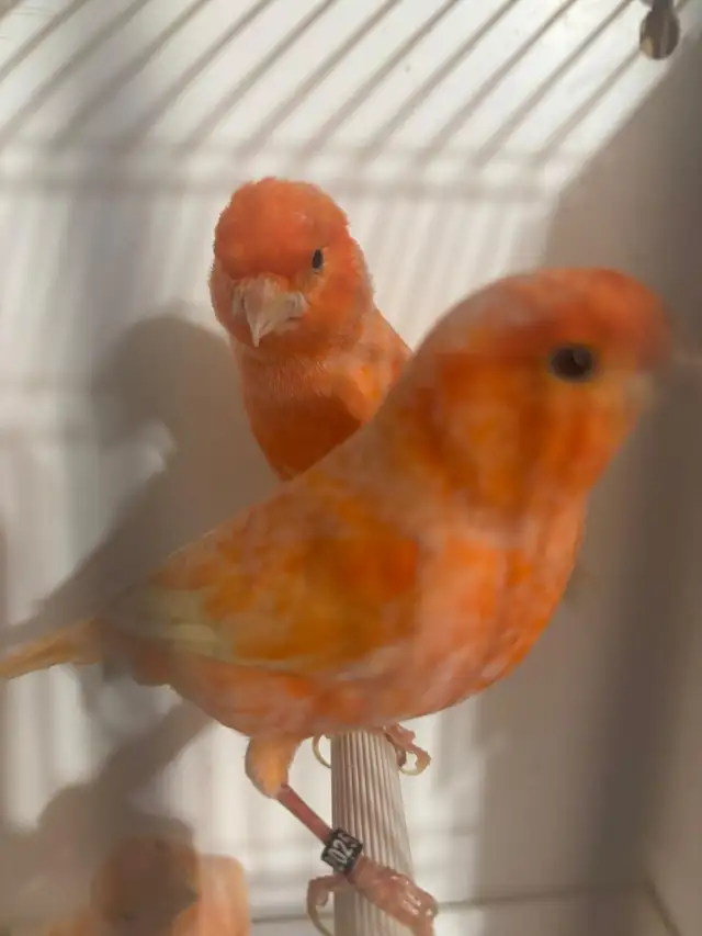 Pair of Canaries