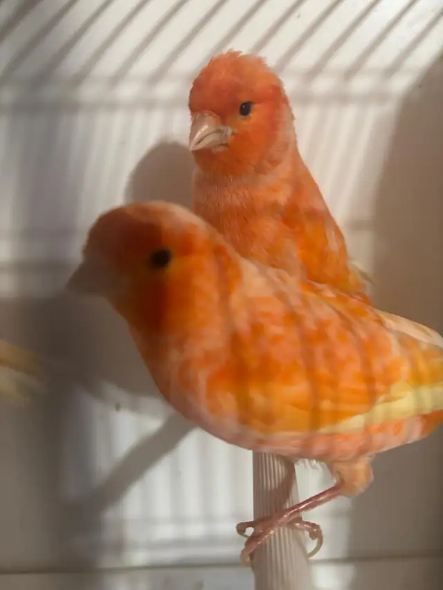 Pair of Canaries - Photo 2