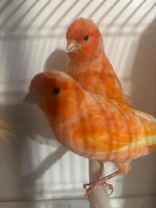 Pair of Canaries - Photo 2