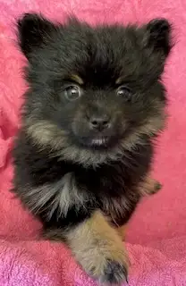 Pomeranian Puppy