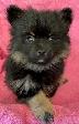 Pomeranian Puppy