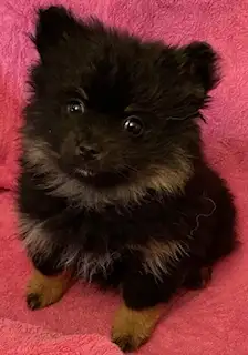 Pomeranian Puppy - Photo 2