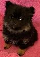 Pomeranian Puppy - Photo 2