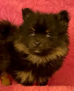 Pomeranian Puppy - Photo 3