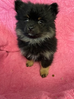 Pomeranian Puppy - Photo 4