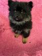 Pomeranian Puppy - Photo 4