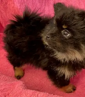 Pomeranian Puppy - Photo 5
