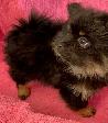 Pomeranian Puppy - Photo 5