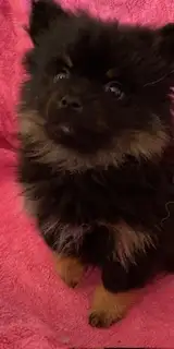 Pomeranian Puppy - Photo 6