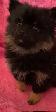 Pomeranian Puppy - Photo 6
