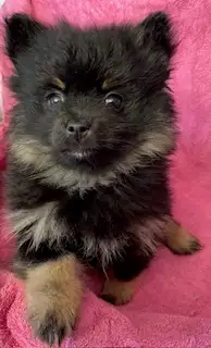 Pomeranian Puppy - Photo 7