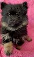Pomeranian Puppy - Photo 7